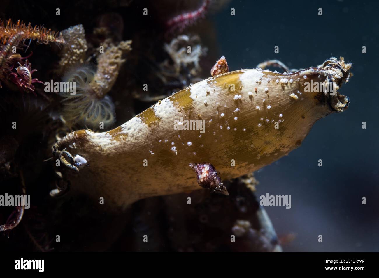Gros plan macro d'un oeuf de requin-puffadder rayé ou d'un sac à main de sirène (Haploblepharus edwardsii) sous l'eau sur le récif Banque D'Images