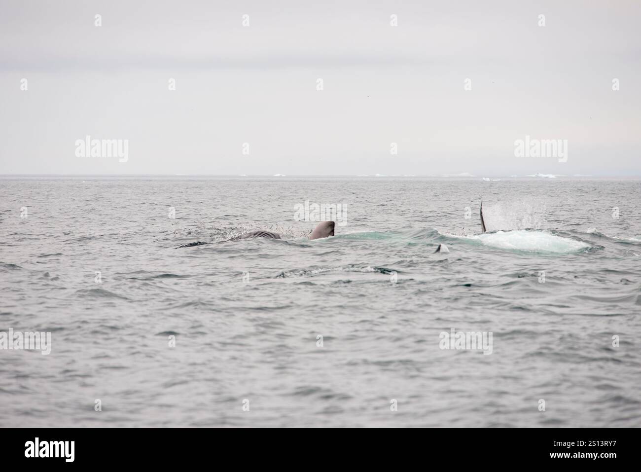 Une scène dramatique d'une frénésie alimentaire alors que les rorquals communs (Balaenoptera physalus) se rassemblent dans l'océan, leurs corps massifs éclaboussant à travers l'eau comme th Banque D'Images