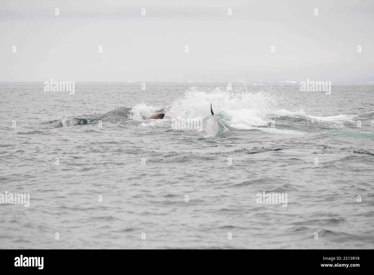 Une scène dramatique d'une frénésie alimentaire alors que les rorquals communs (Balaenoptera physalus) se rassemblent dans l'océan, leurs corps massifs éclaboussant à travers l'eau comme th Banque D'Images