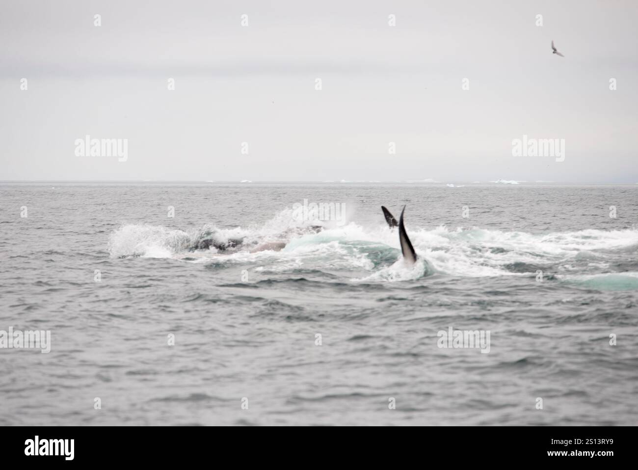 Une scène dramatique d'une frénésie alimentaire alors que les rorquals communs (Balaenoptera physalus) se rassemblent dans l'océan, leurs corps massifs éclaboussant à travers l'eau comme th Banque D'Images