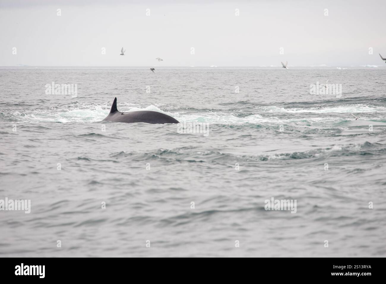 Une image étonnante d’un rorqual commun (Balaenoptera physalus) glissant dans l’océan, sa nageoire dorsale clairement visible au-dessus de la surface de l’eau Banque D'Images