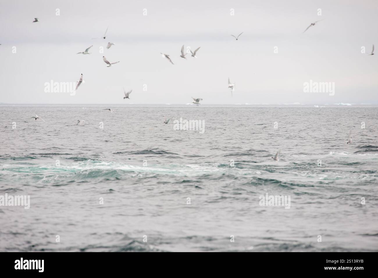 Une image dynamique capturant la surface de l'océan lors d'une frénésie d'alimentation de baleine. Les baleines sont submergées sous l'eau, créant des ondulations et des éclaboussures, Banque D'Images