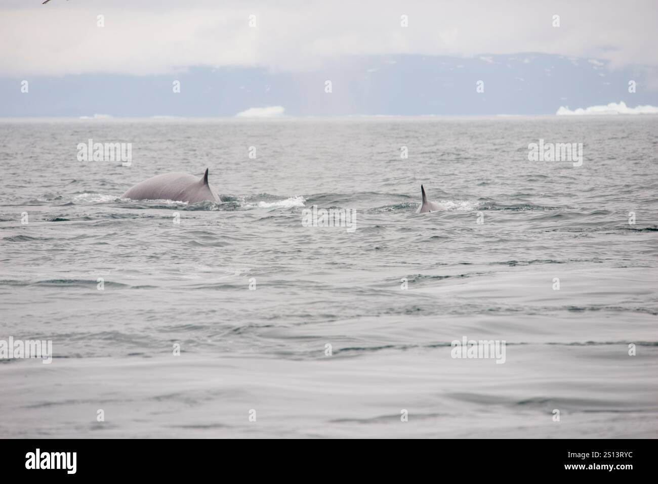 Une image étonnante d’un rorqual commun (Balaenoptera physalus) glissant dans l’océan, sa nageoire dorsale clairement visible au-dessus de la surface de l’eau Banque D'Images