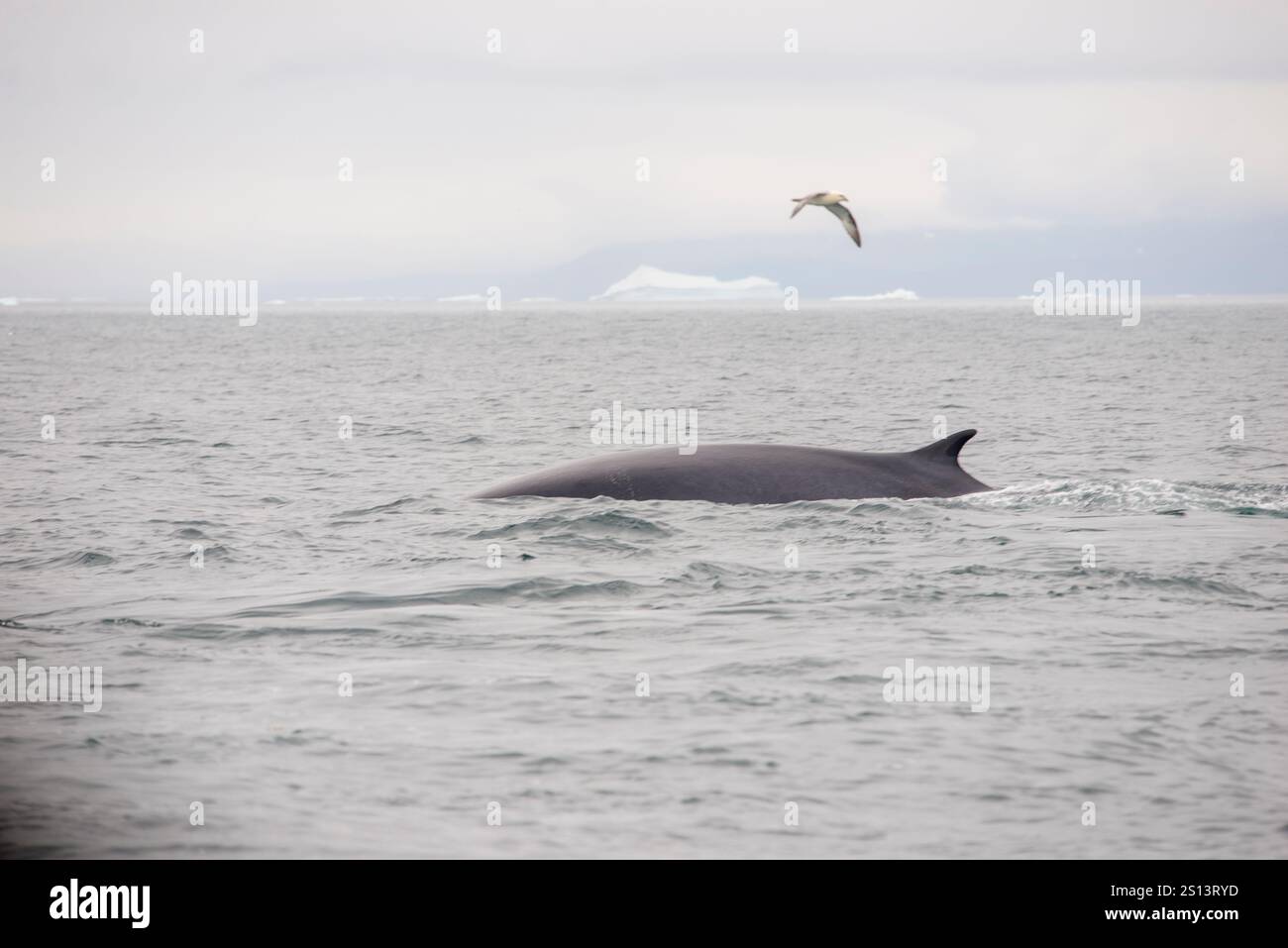 Une image étonnante d’un rorqual commun (Balaenoptera physalus) glissant dans l’océan, sa nageoire dorsale clairement visible au-dessus de la surface de l’eau Banque D'Images