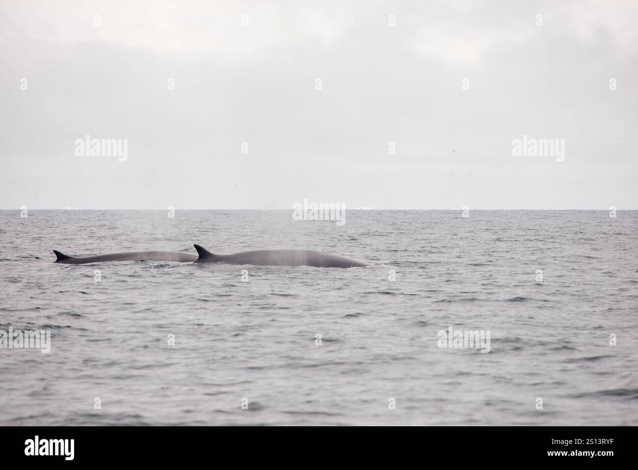 Une image étonnante de deux rorquals communs (Balaenoptera physalus) glissant dans l’océan, sa nageoire dorsale clairement visible au-dessus de la surface de l’eau Banque D'Images