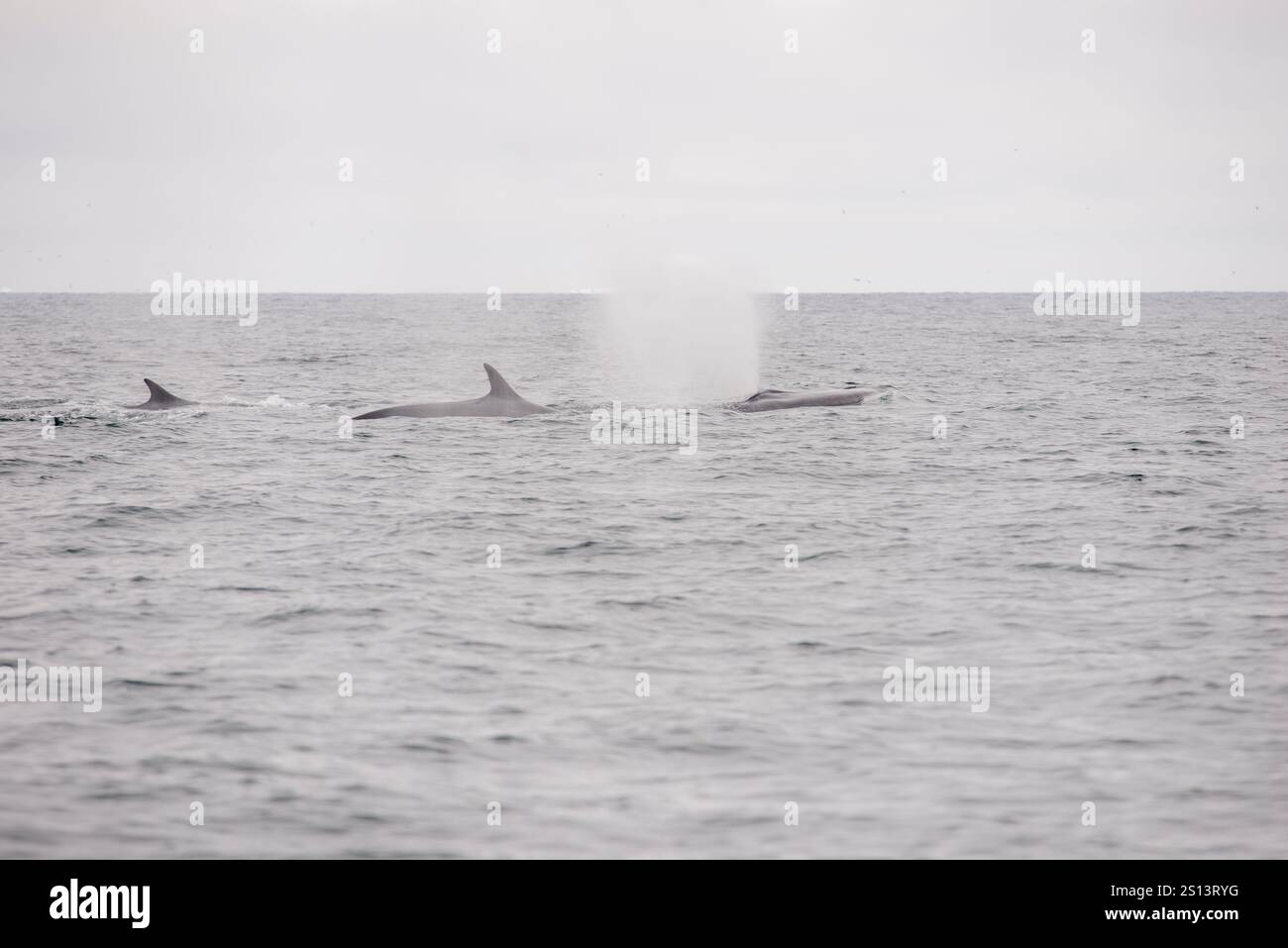 Une image étonnante de trois rorquals communs (Balaenoptera physalus) glissant dans l’océan, sa nageoire dorsale et son souffle sont clairement visibles au-dessus de l’eau Banque D'Images