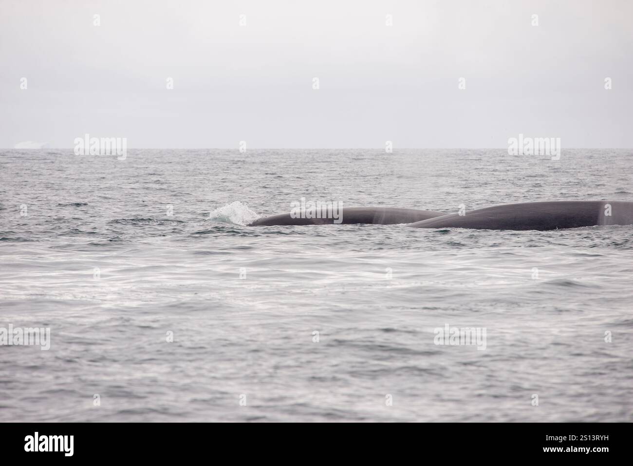 Une image sereine de deux rorquals communs (Balaenoptera physalus) glissant dans l'océan, avec seulement leurs corps lisses visibles juste en dessous de la surfac de l'eau Banque D'Images