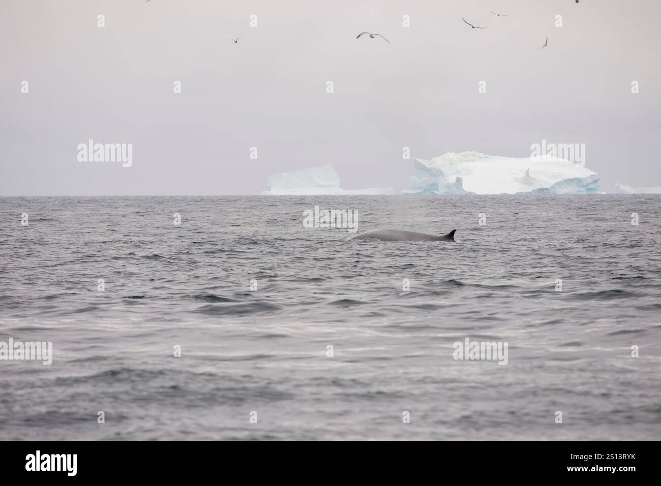 Une image captivante d'un rorqual commun (Balaenoptera physalus) nageant gracieusement dans l'océan avec un iceberg imposant en arrière-plan. Le contraste soit Banque D'Images