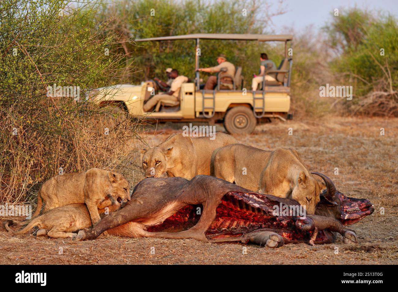 Touristes dans une voiture de safari regardant une fierté de lionne (Panthera leo) à Buffalo Kill, South Luangwa National Park, Mfuwe, Zambie, Afrique Banque D'Images