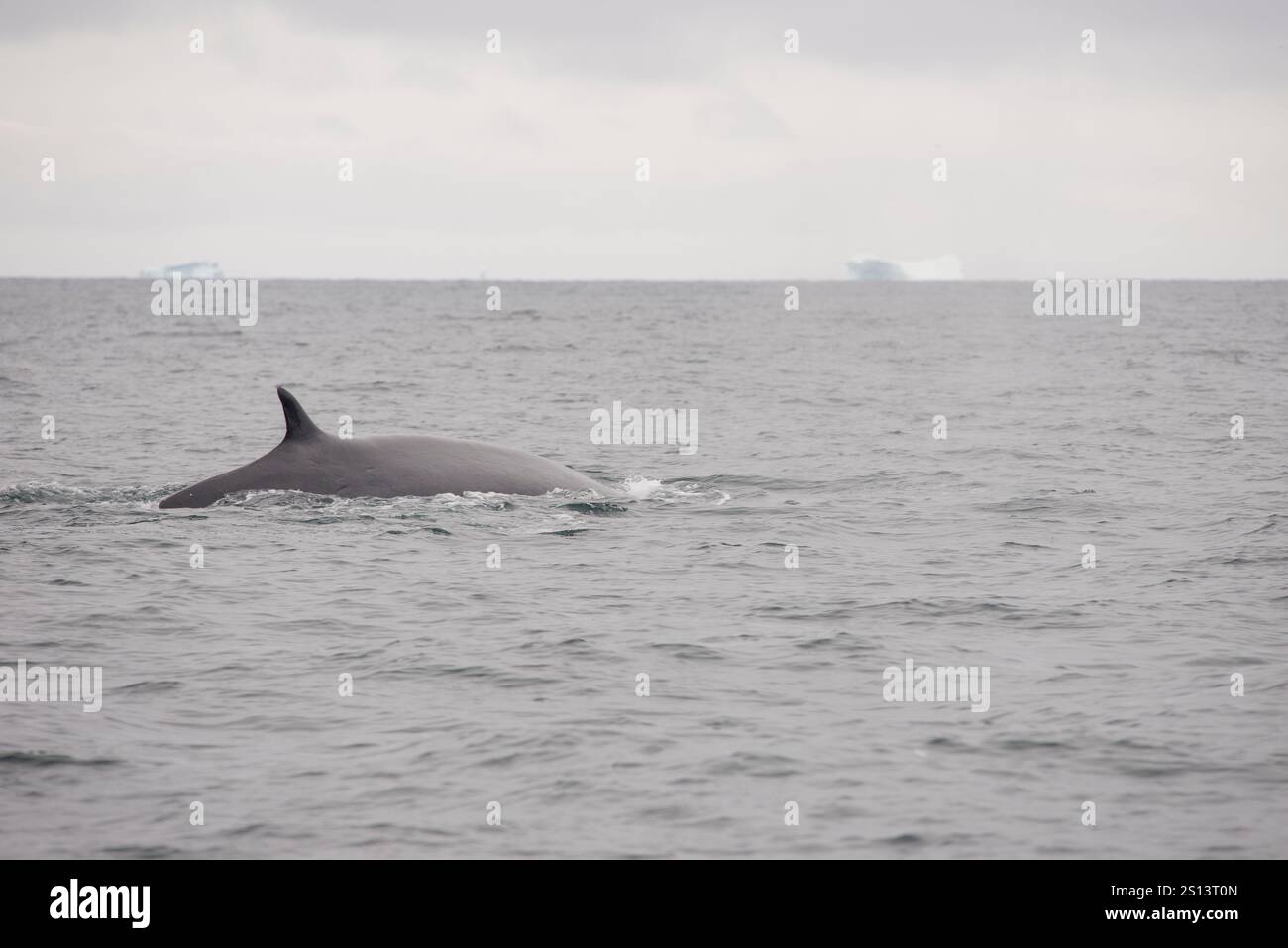 Une image étonnante d’un rorqual commun (Balaenoptera physalus) glissant dans l’océan, sa nageoire dorsale clairement visible au-dessus de la surface de l’eau Banque D'Images