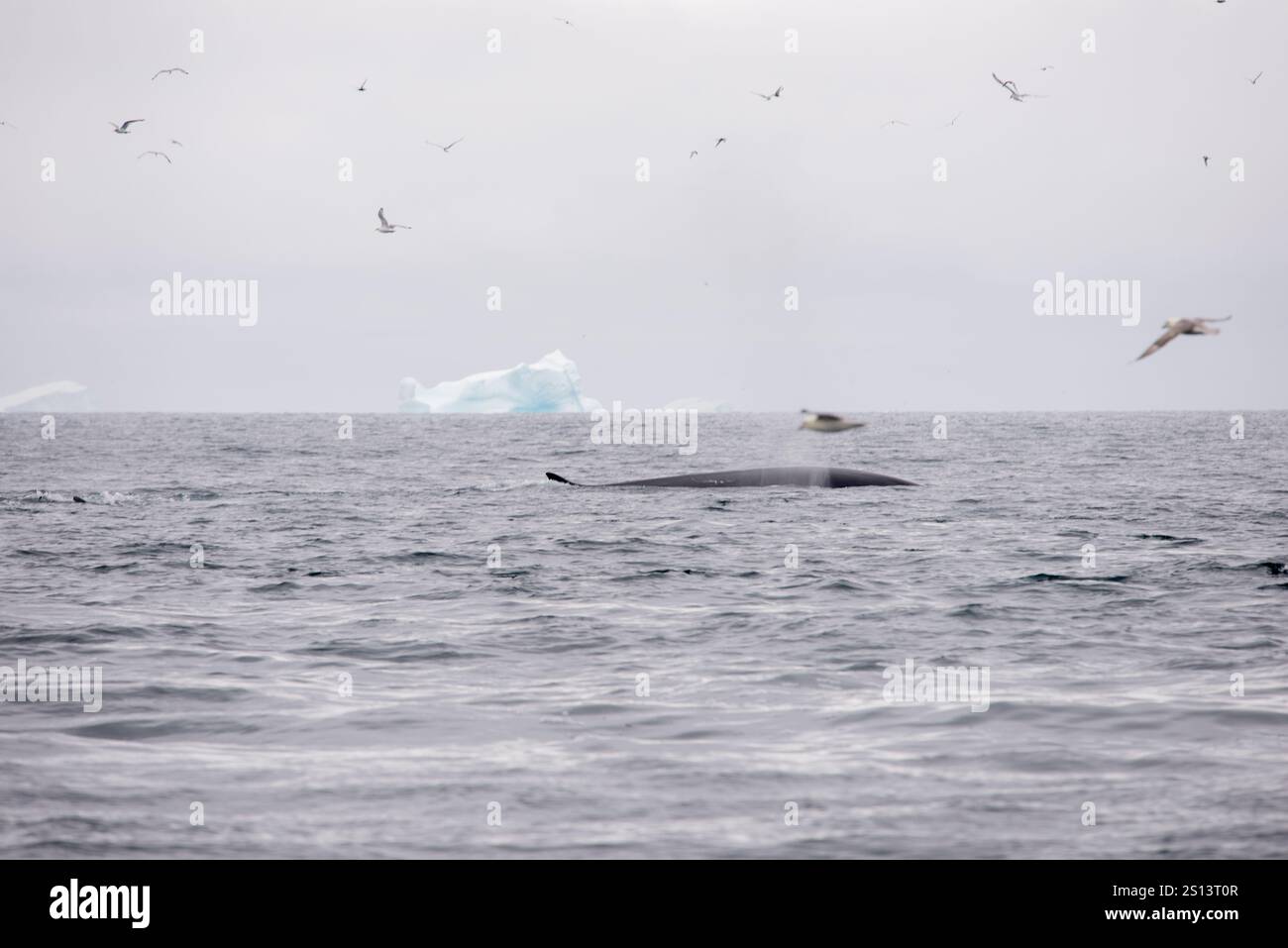 Une image fascinante représentant un rorqual commun (Balaenoptera physalus) nageant dans l'océan, accompagné d'un imposant iceberg en arrière-plan et seab Banque D'Images