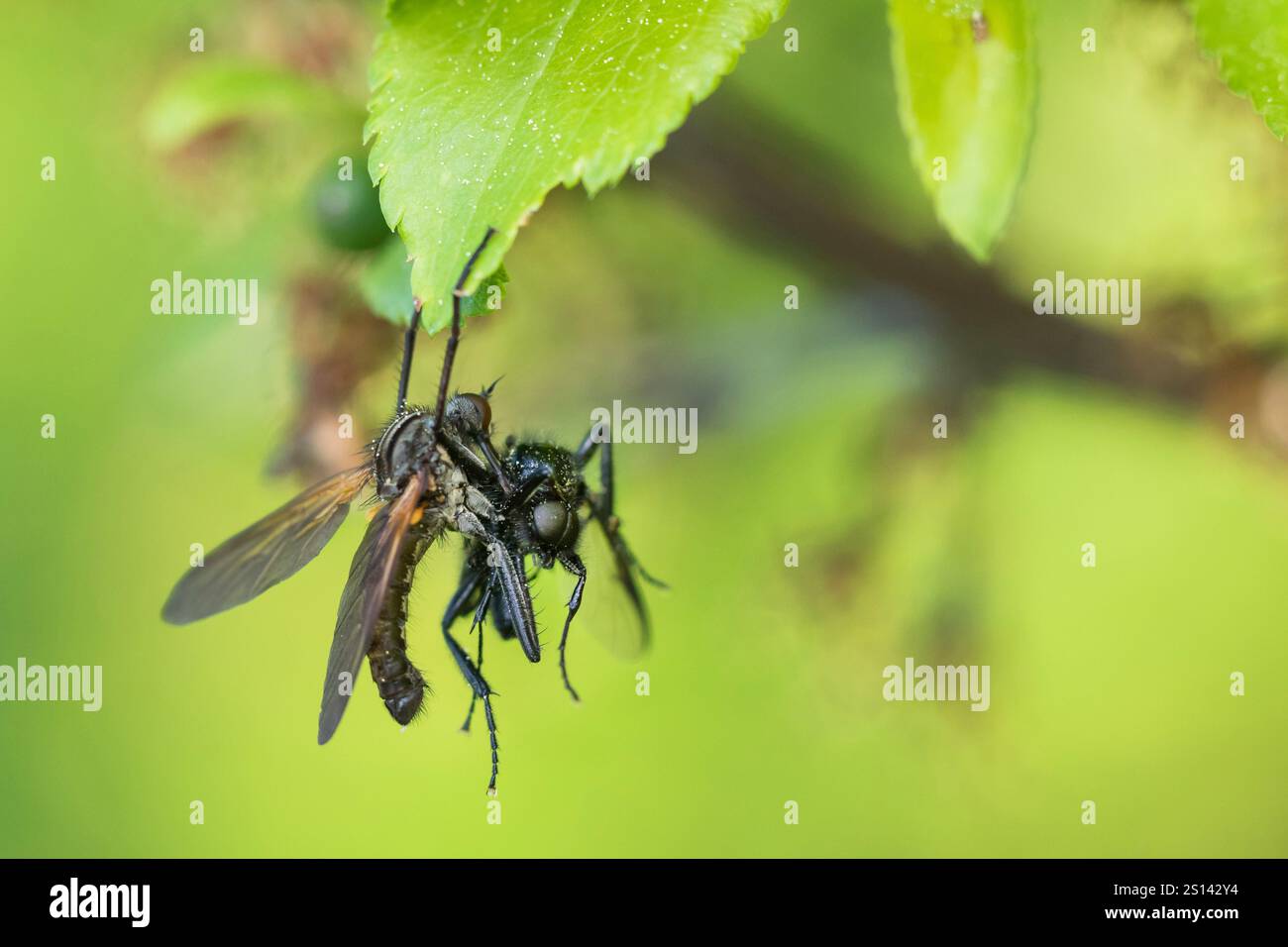 Mouche dansante (Empis tesselata), mâle avec proie sur une feuille, Allemagne, Bade-Wuerttemberg Banque D'Images