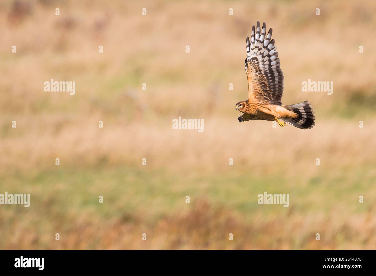 Poule harrier (Circus cyaneus), poule harrier de premier hiver survolant un champ rural, vue de côté, Allemagne, basse-Saxe Banque D'Images