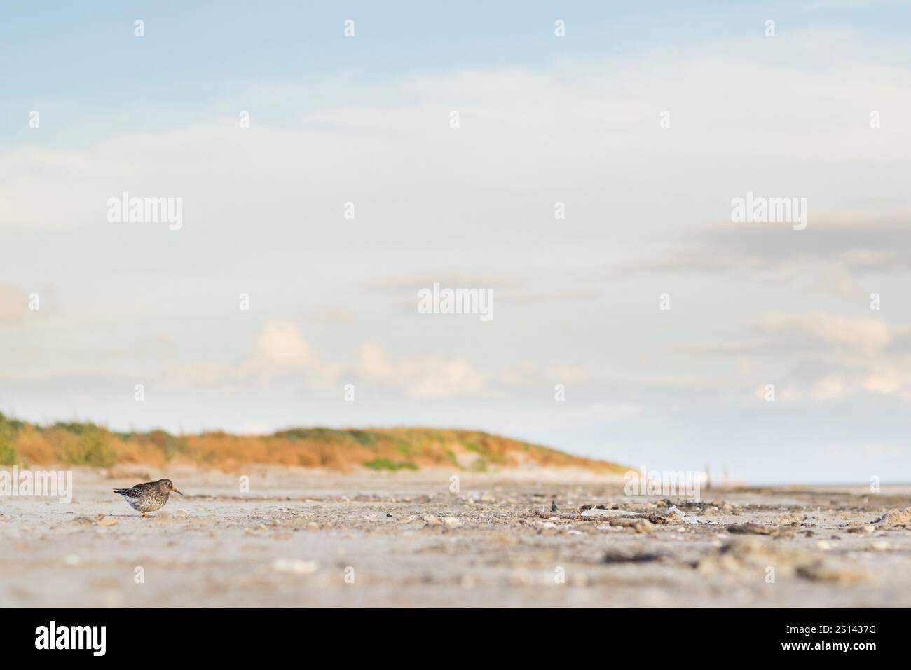 Piper de sable violet (Calidris maritima), jeune piper de sable violet debout sur la plage, vue de côté, Allemagne, basse-Saxe Banque D'Images