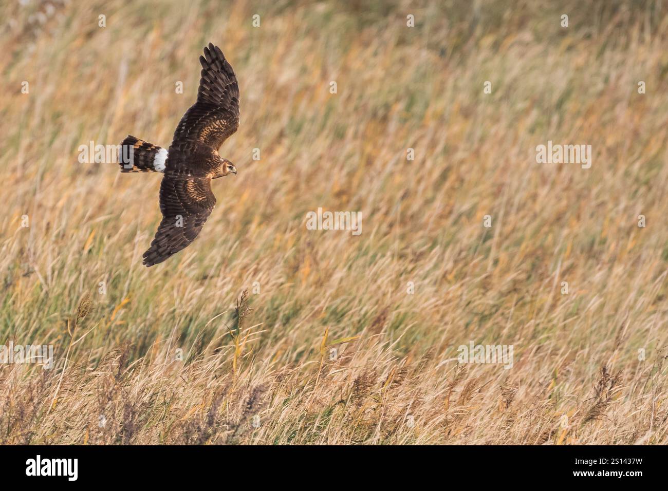 Poule harrier (Circus cyaneus), poule harrier de premier hiver survolant un champ rural, vue de côté, Allemagne, basse-Saxe Banque D'Images