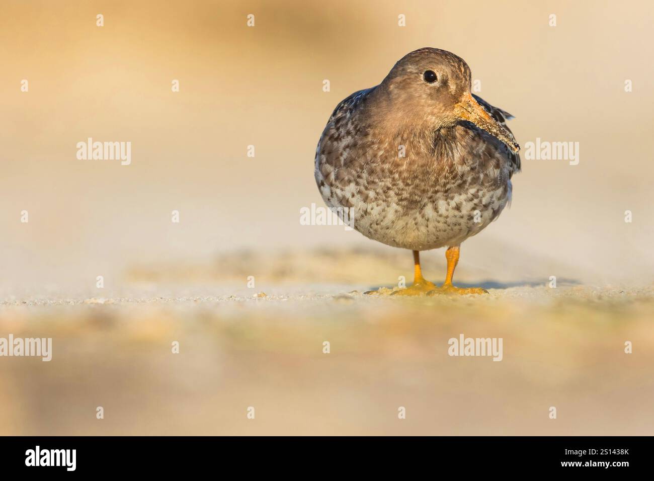 Piper de sable violet (Calidris maritima), premier hiver sur la plage de la mer des Wadden, Allemagne, basse-Saxe Banque D'Images