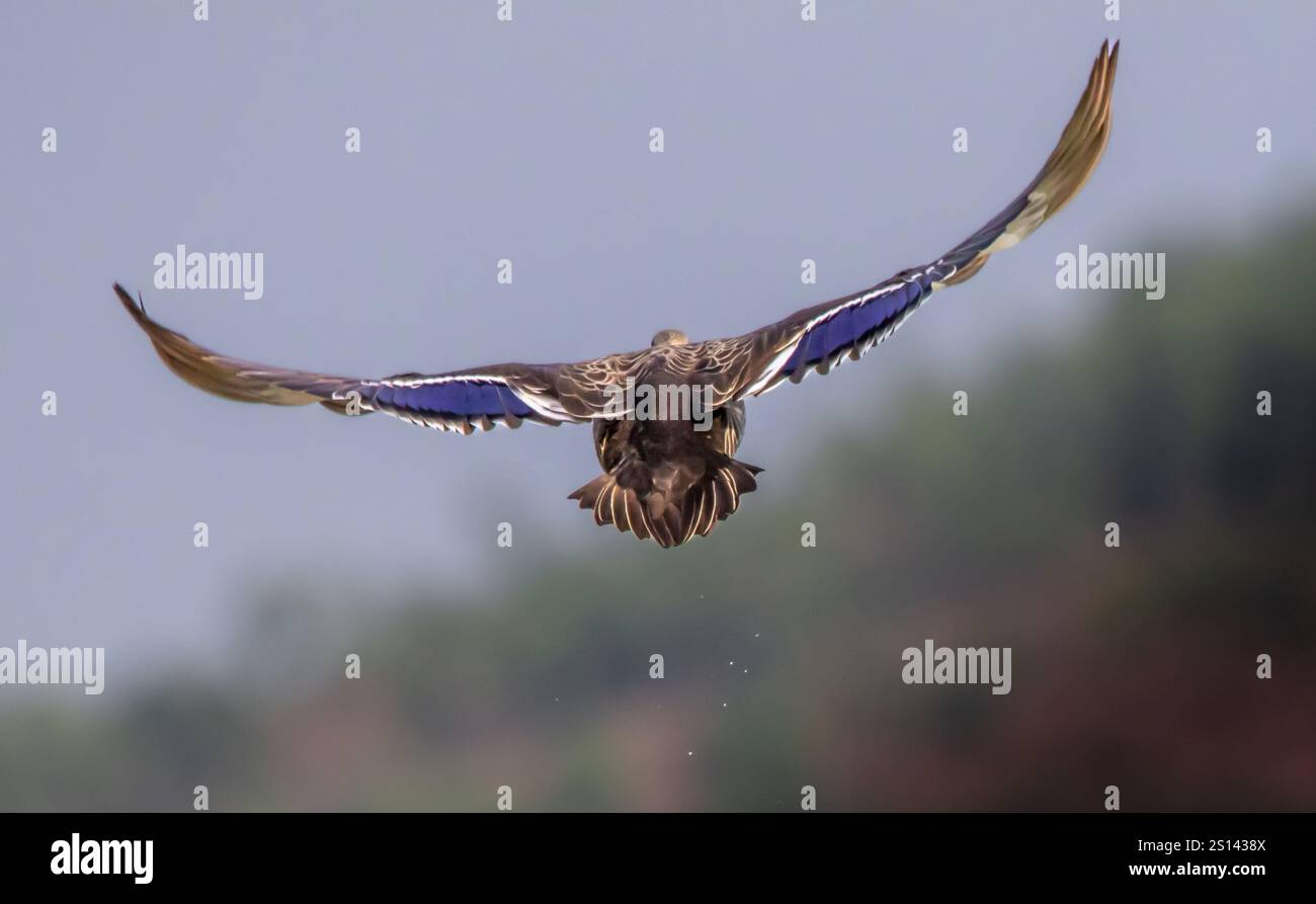 Un oiseau en vol, vu de derrière. Les ailes de l'oiseau sont largement déployées, affichant des plumes brunes et bleues. L'arrière-plan est flou, Banque D'Images Un oiseau en vol, vu de derrière. Les ailes de l'oiseau sont largement déployées, affichant des plumes brunes et bleues. L'arrière-plan est flou, Banque D'Images