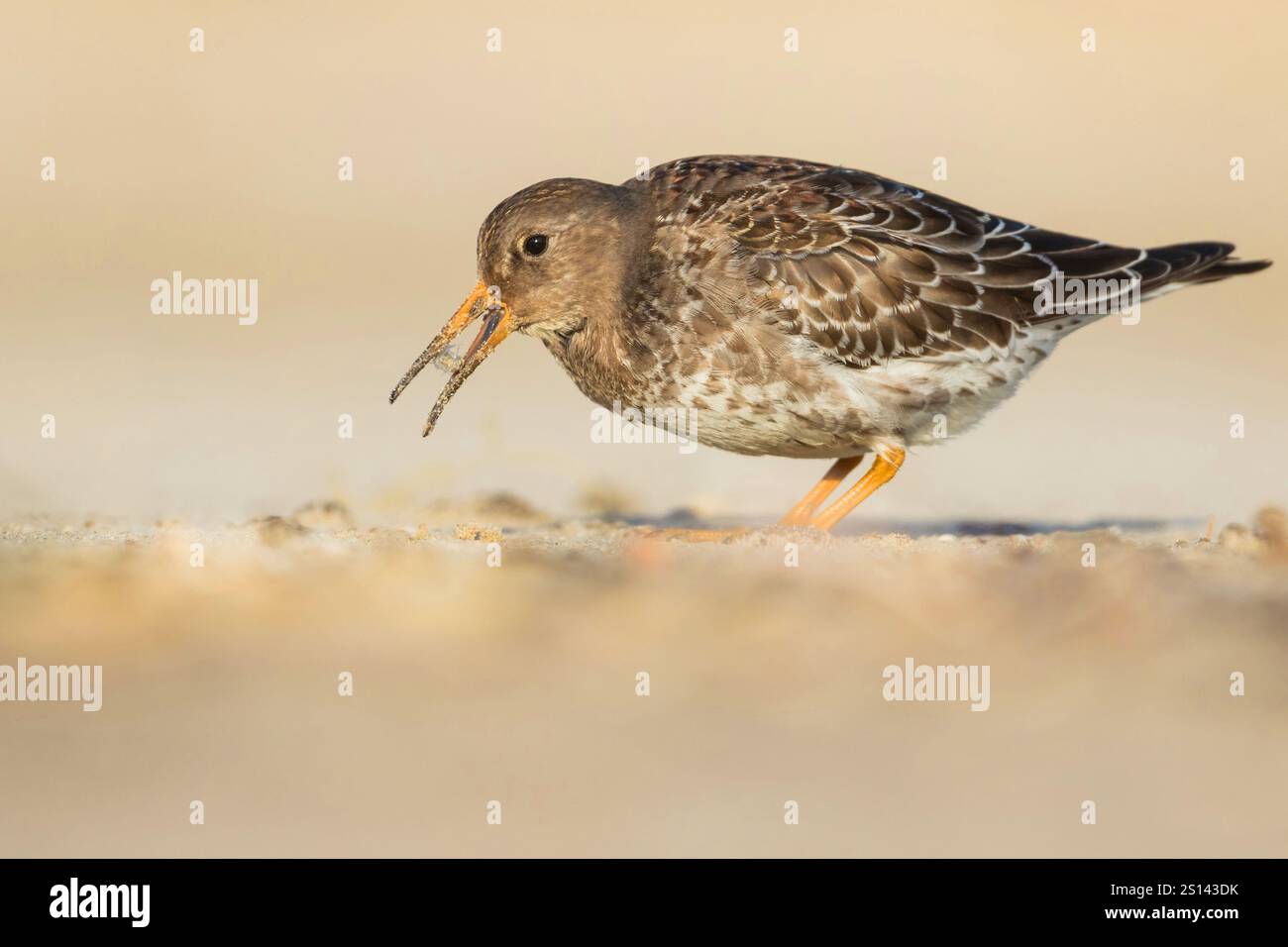 Piper de sable violet (Calidris maritima), premier hiver sur la plage de la mer des Wadden, Allemagne, basse-Saxe Banque D'Images