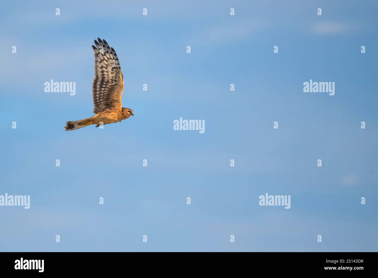 Hen harrier (Circus cyaneus), Hen Harrier de premier hiver en vol, Allemagne, basse-Saxe Banque D'Images
