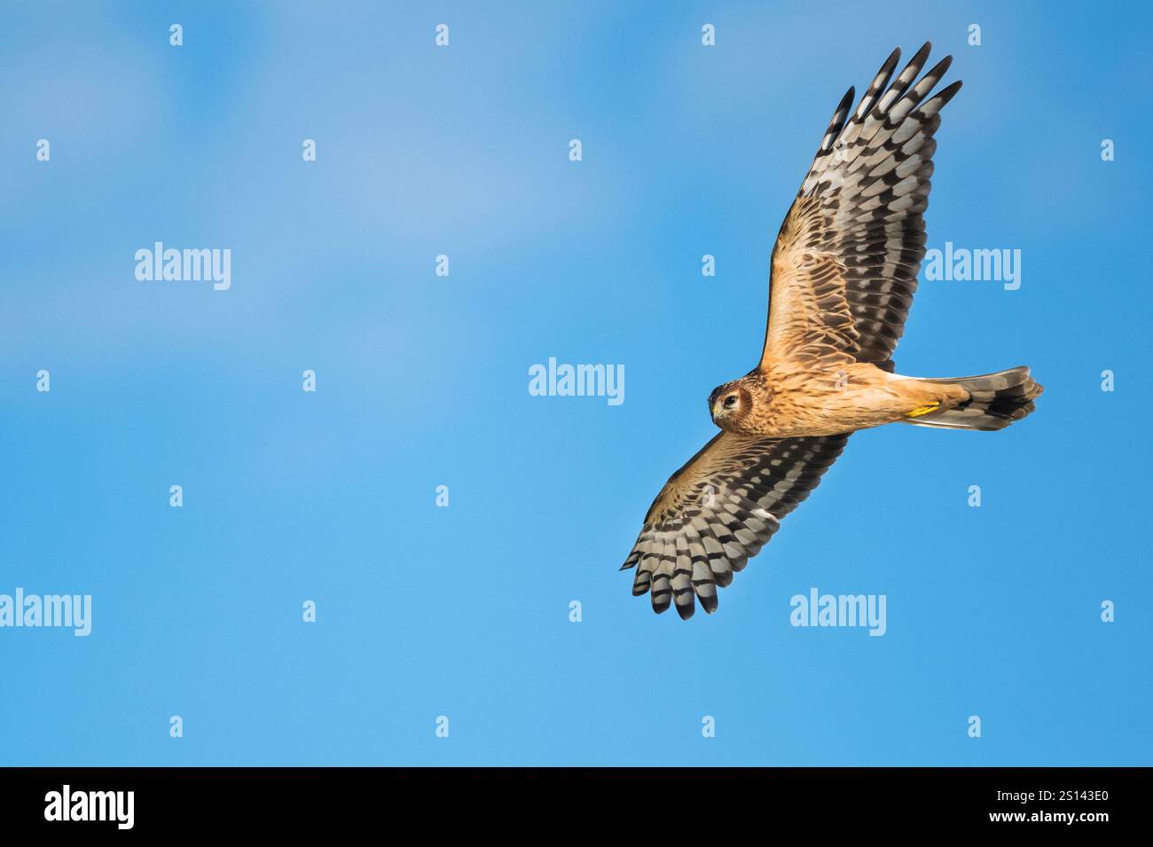 Poule harrier (Circus cyaneus), poule harrier de premier hiver en vol planant dans le ciel, vue de côté, Allemagne, basse-Saxe Banque D'Images