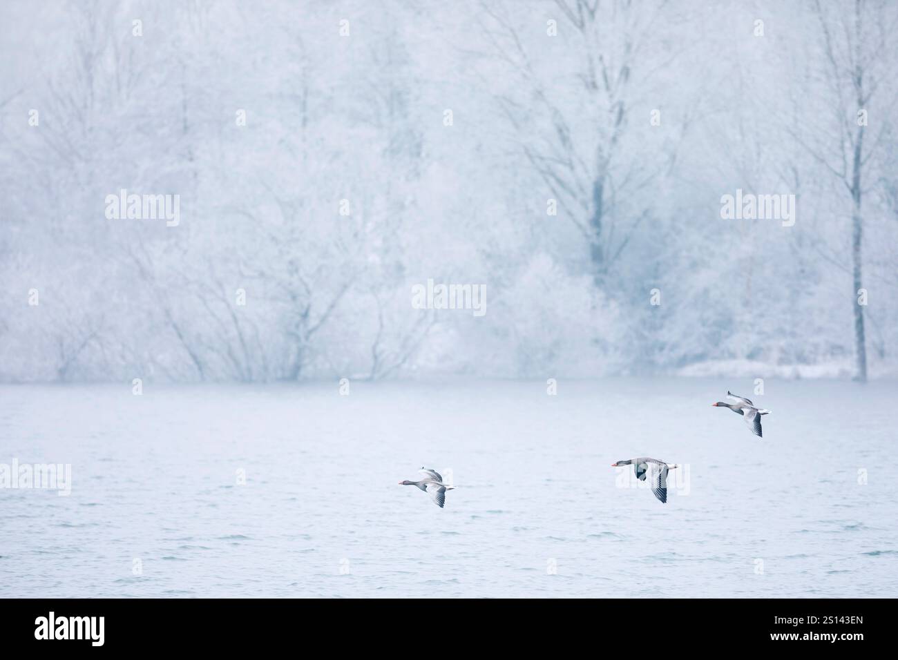 Oie de gris (Anser anser), trois oies de gris débarquant sur un lac en hiver, vue de côté, France, Alsace Banque D'Images
