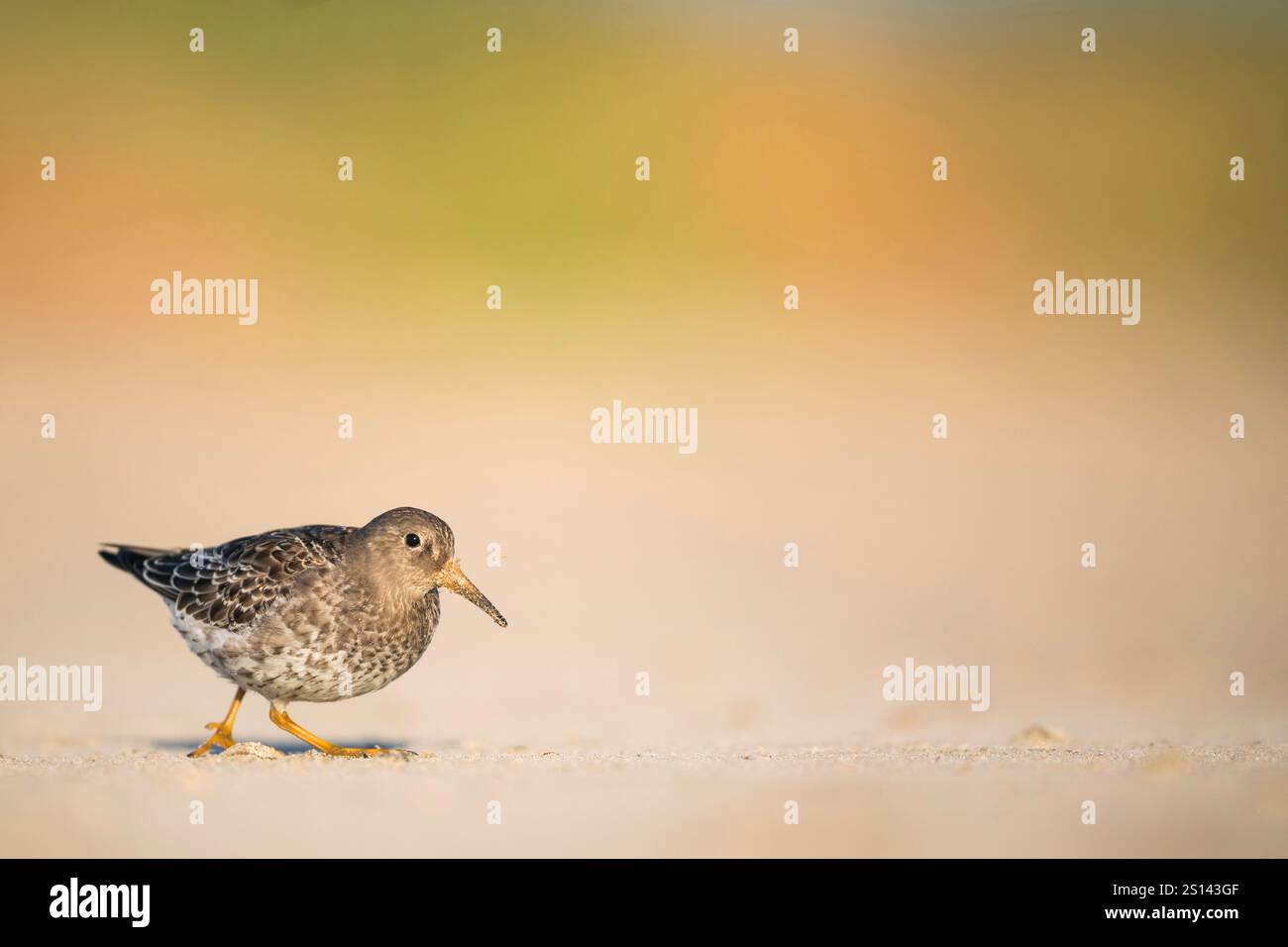 Piqueur de sable violet (Calidris maritima), jeune piqueur de sable violet marchant sur la plage, vue de côté, Allemagne, basse-Saxe Banque D'Images