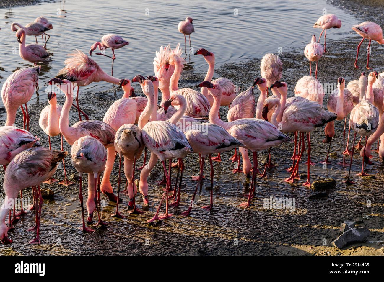 Rassemblement de flamants roses, Walvis Bay, Namibie Banque D'Images