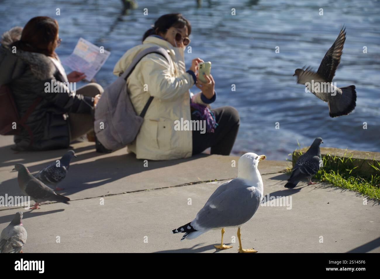 Venise, Italie. 28 décembre 2024. Une femme touriste en arrière-plan et une mouette au premier plan. Banque D'Images