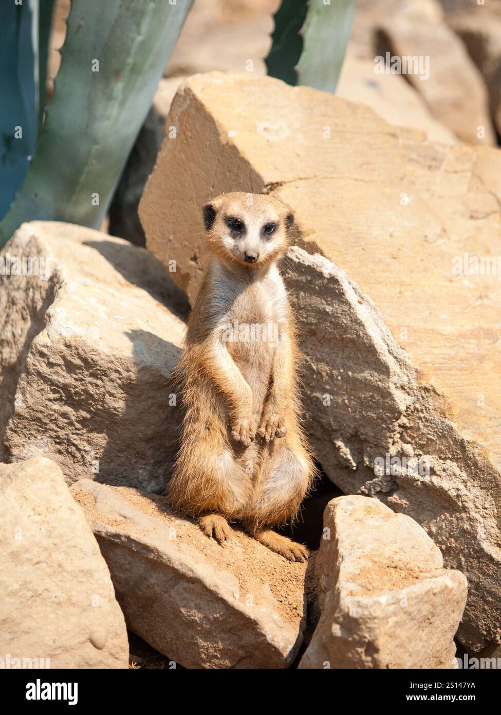 Meerkat, suricata surigatta, alerte sur la garde sur terrain rocheux et sec, Afrique du Sud. Banque D'Images