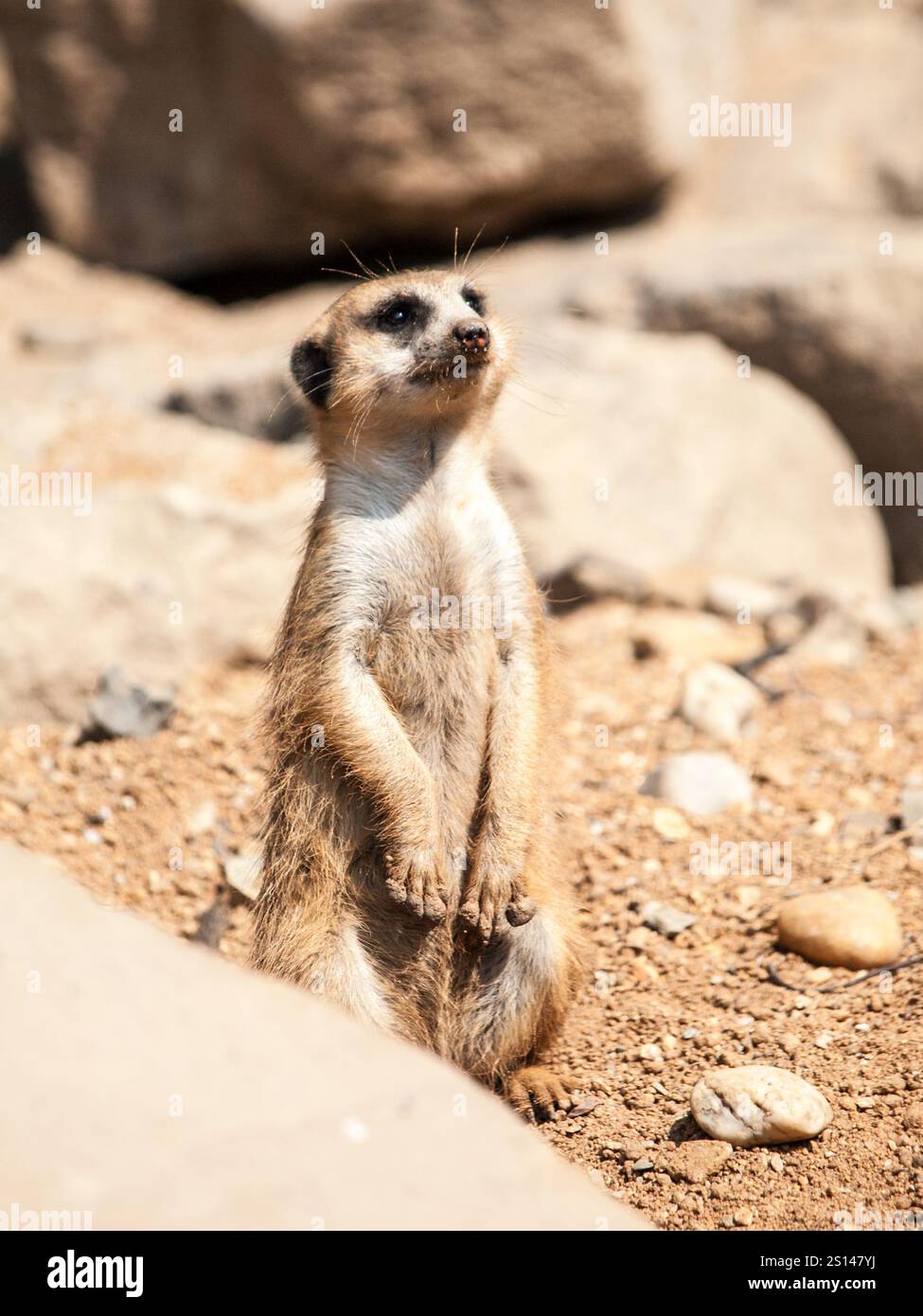 Meerkat, suricata surigatta, alerte sur la garde sur terrain rocheux et sec, Afrique du Sud. Banque D'Images