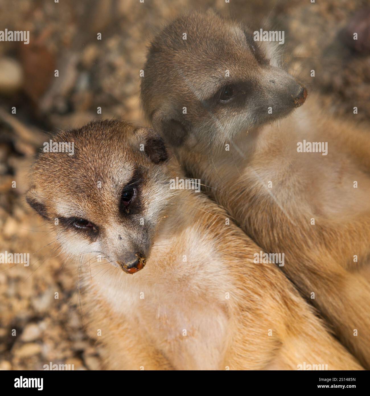 Paresseux meerkat se penchée contre le miroir, Suricata suricata Banque D'Images