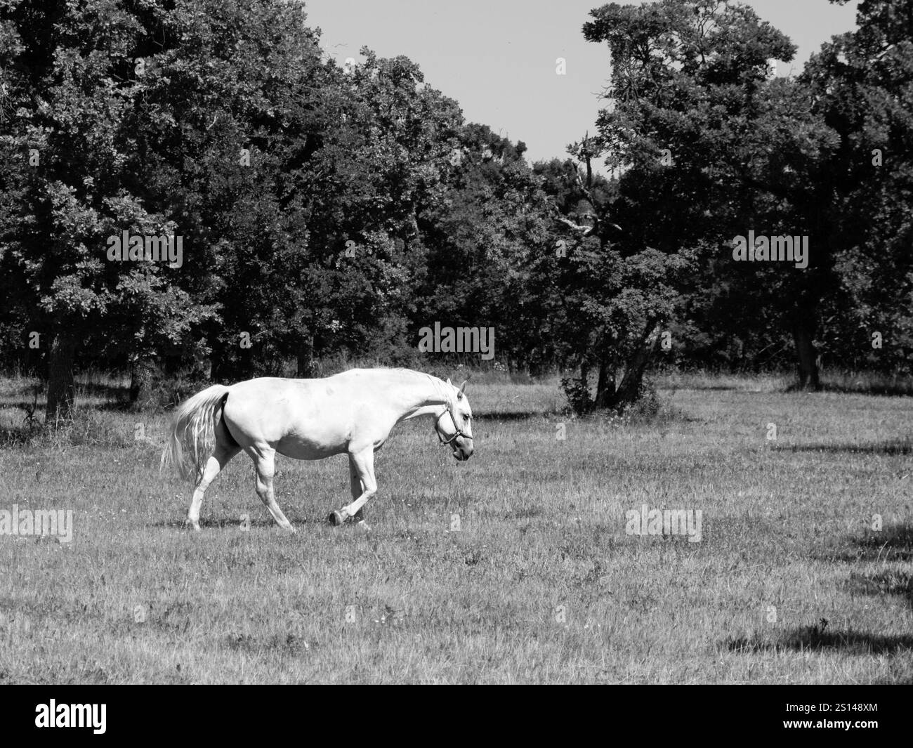 Lipizzaner marche sur les pâturages par jour ensoleillé, Lipica, Slovénie Banque D'Images