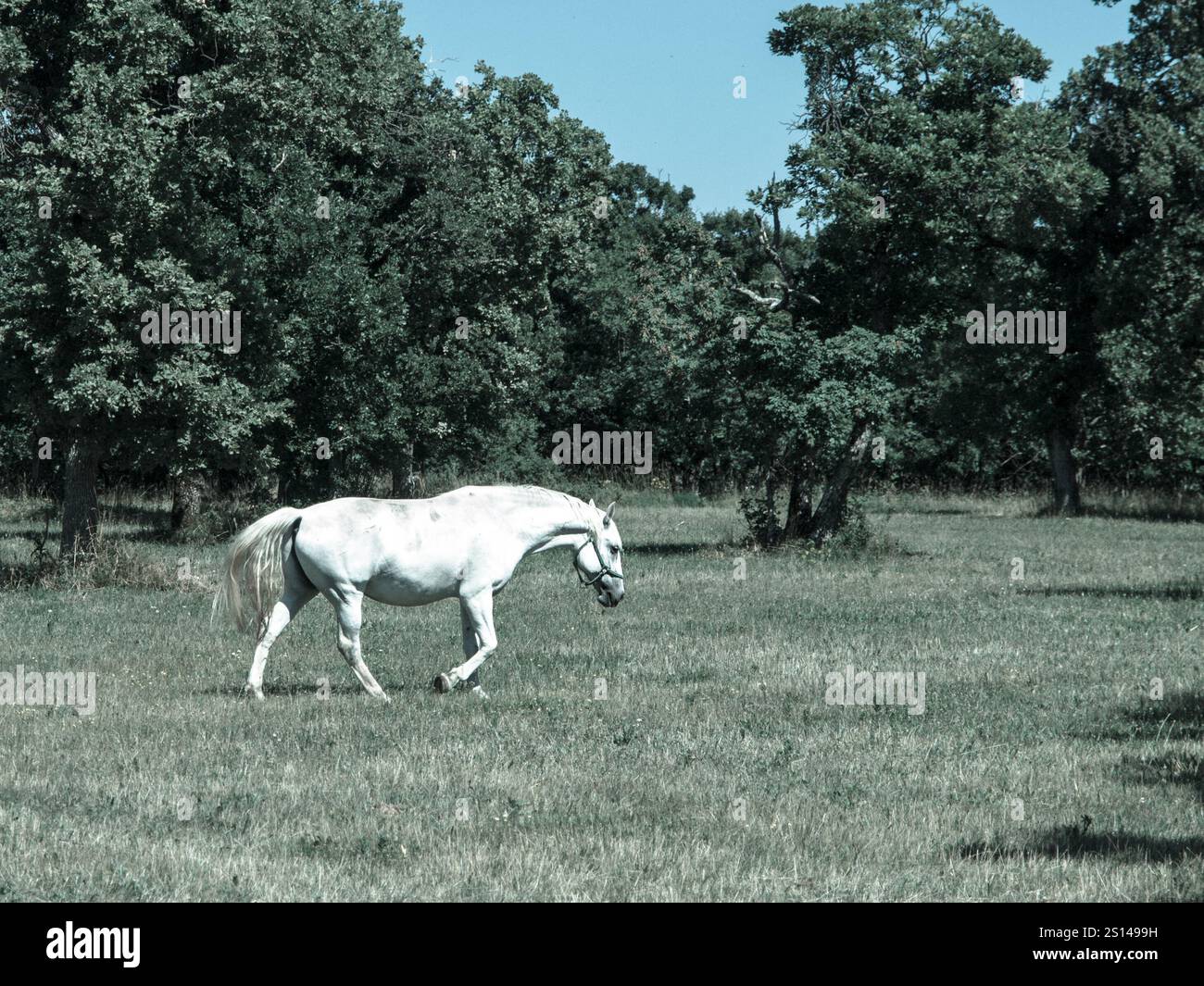 L'étalon Lipizzaner marche sur les pâturages en journée ensoleillée, Lipica, Slovénie, image de ton froid Banque D'Images
