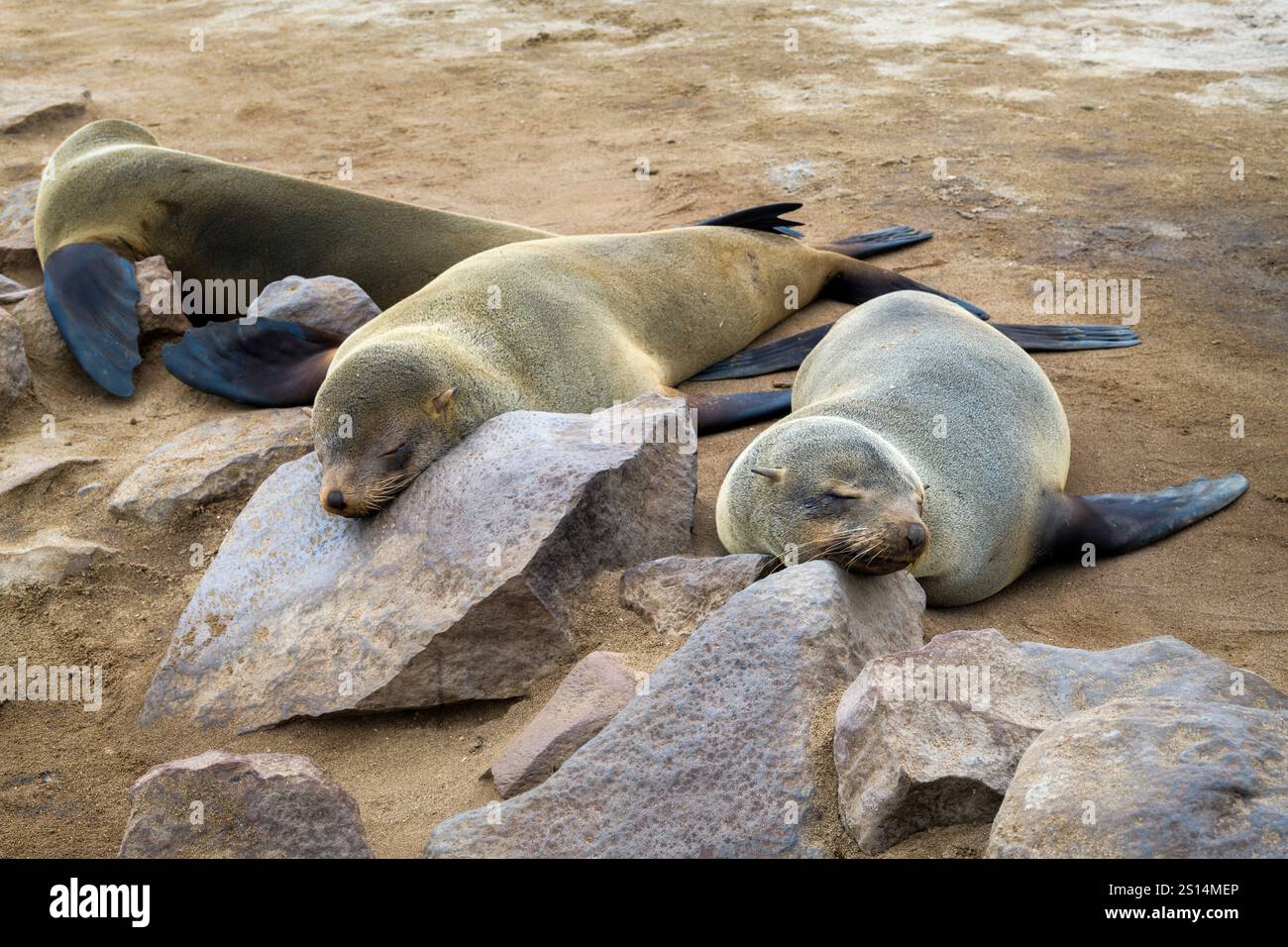 Deux phoques se détendant à la plage, Cape Cross, Namibie Banque D'Images