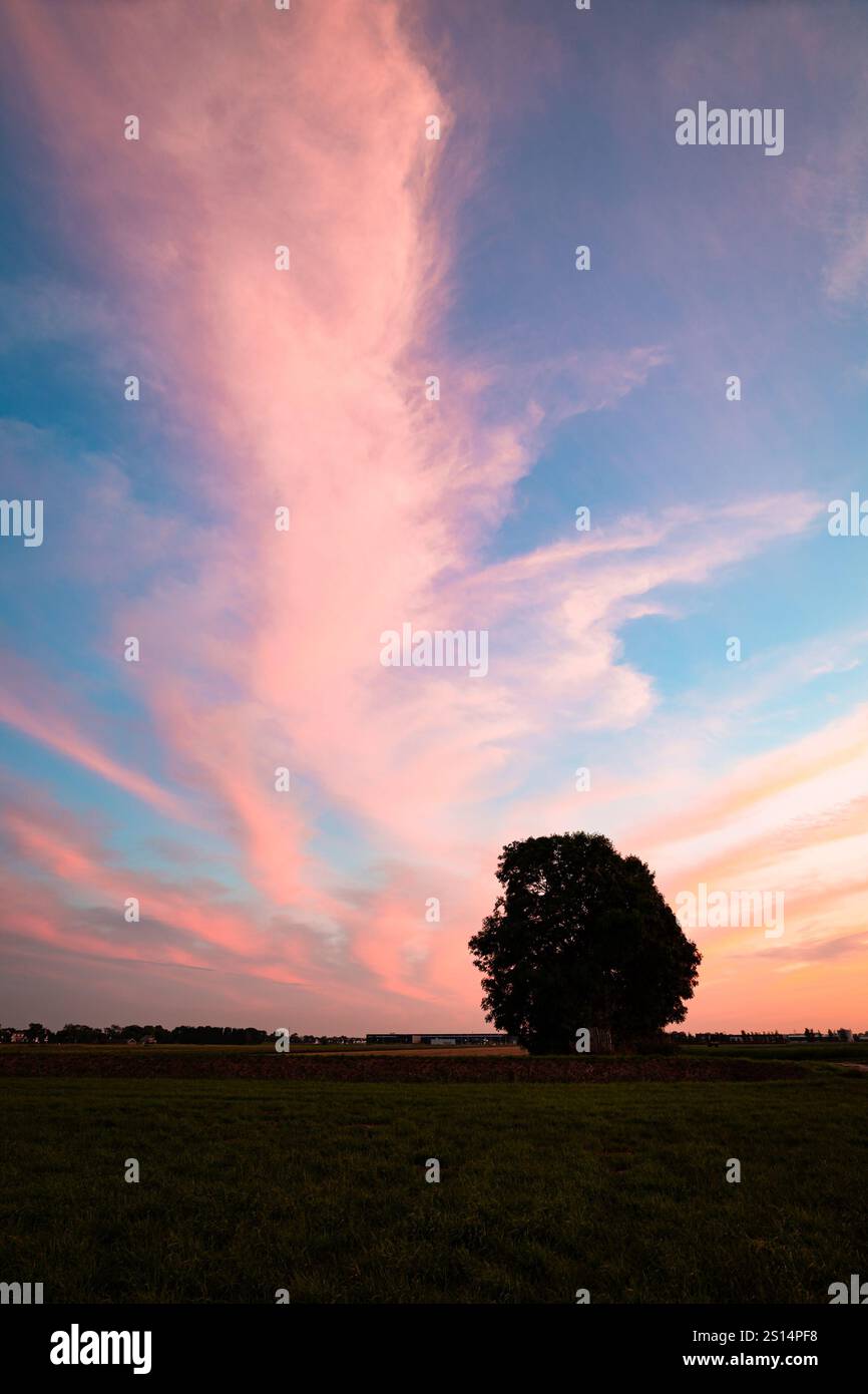 Nuages de cirrus roses au-dessus d'un arbre solitaire dans le paysage hollandais Banque D'Images