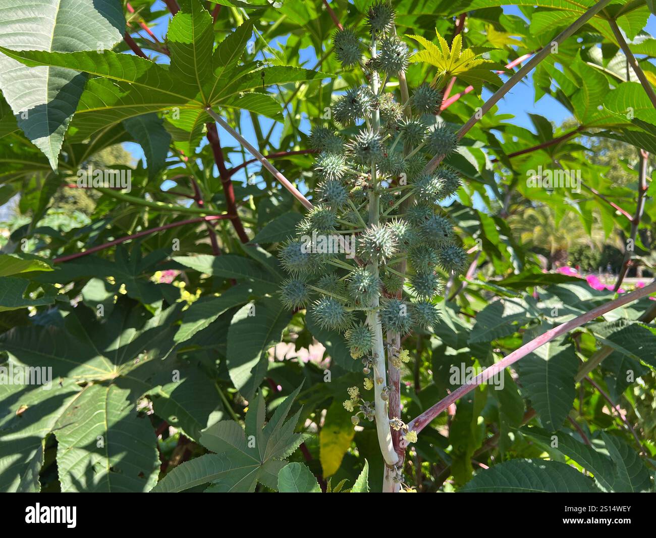 Rizinus, Ricinus communis ist eine Gift- und Heilpflanze mit roten Blueten und giftigen Bohnen. L'huile de ricin, Ricinus communis, est un toxique et médicinal Banque D'Images