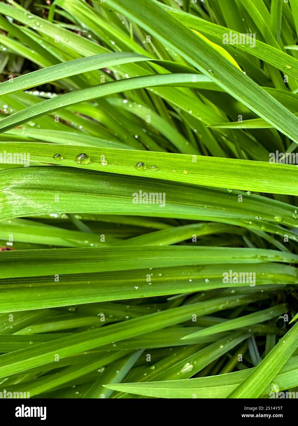 Gouttes de pluie sur des brins d'herbe Banque D'Images