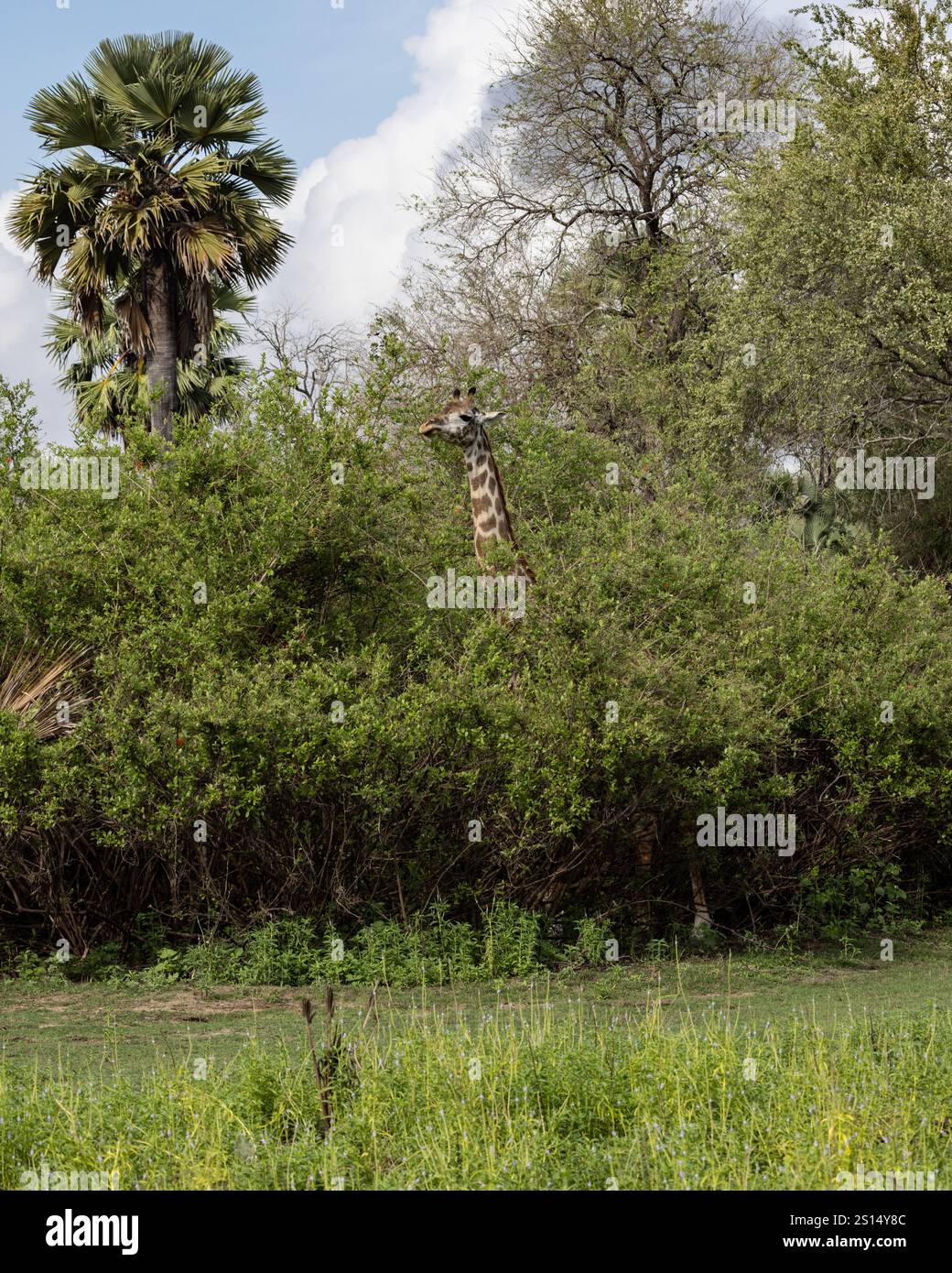 Une girafe Massaï paissant sur Acacia dans le parc national Nyerere en Tanzanie Banque D'Images