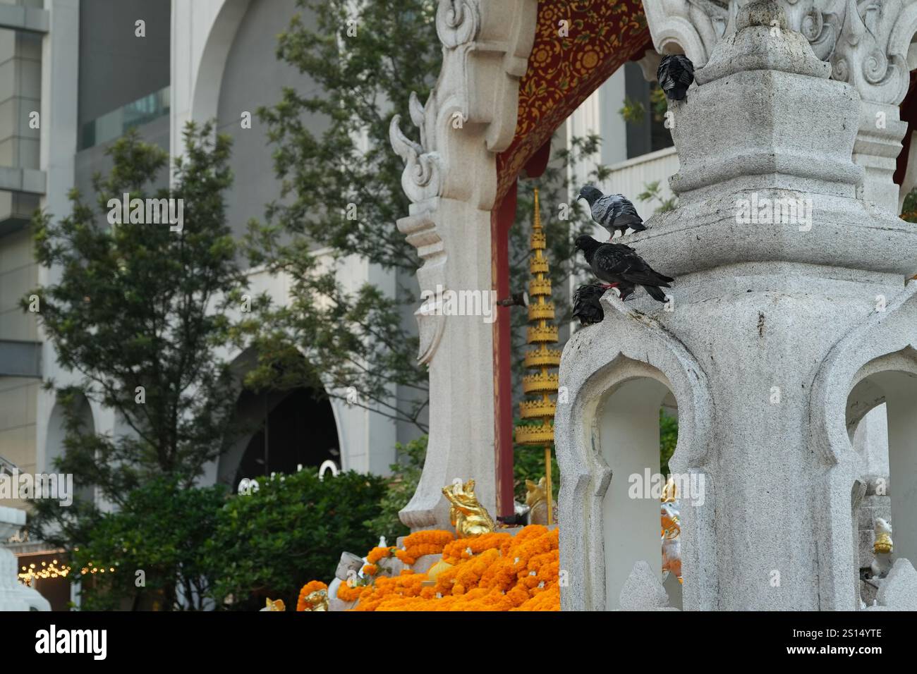 Bangkok, Thaïlande, 20 novembre 2024 : pigeon sur le sanctuaire Banque D'Images