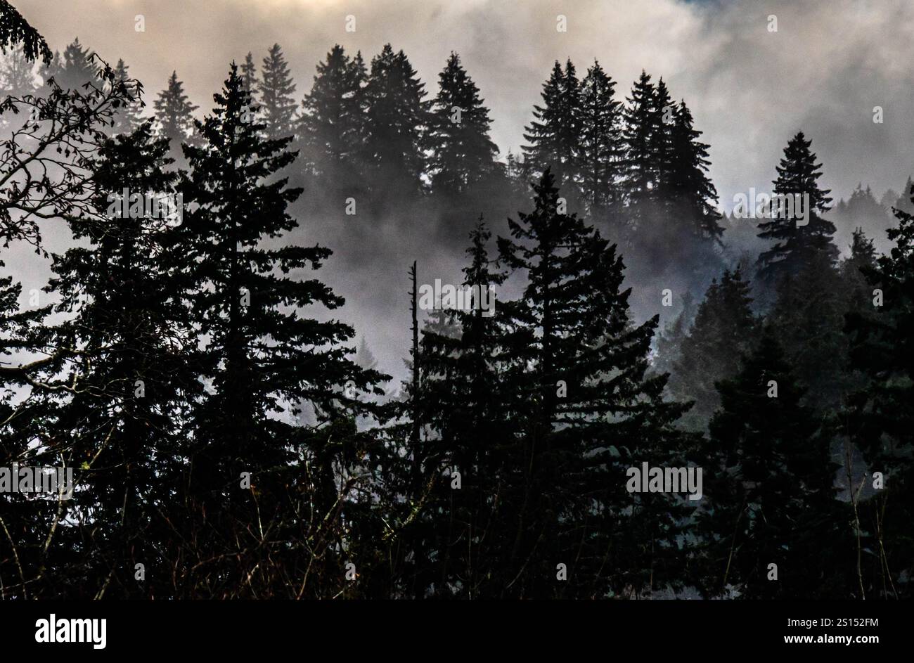 Silhouettes sombres de sapins dans le parc Elk Falls sur l'île de Vancouver. Un hiver brumeux et doux sur la côte ouest du Canada. Banque D'Images Silhouettes sombres de sapins dans le parc Elk Falls sur l'île de Vancouver. Un hiver brumeux et doux sur la côte ouest du Canada. Banque D'Images