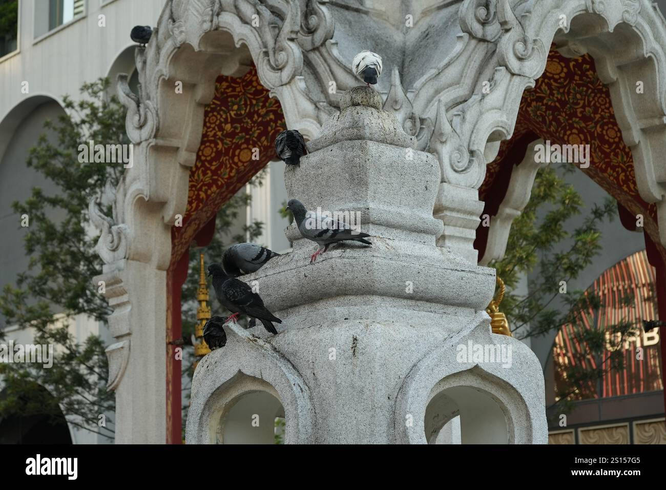 Pigeon indien ou troupeau de pigeons oiseau assis sur le rebord du sanctuaire Banque D'Images