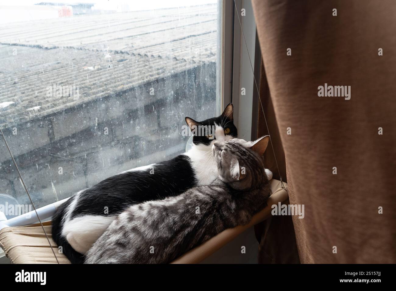 deux chats dormant et se relaxant ensemble sur hamac, smoking mignon et chat tabby Banque D'Images