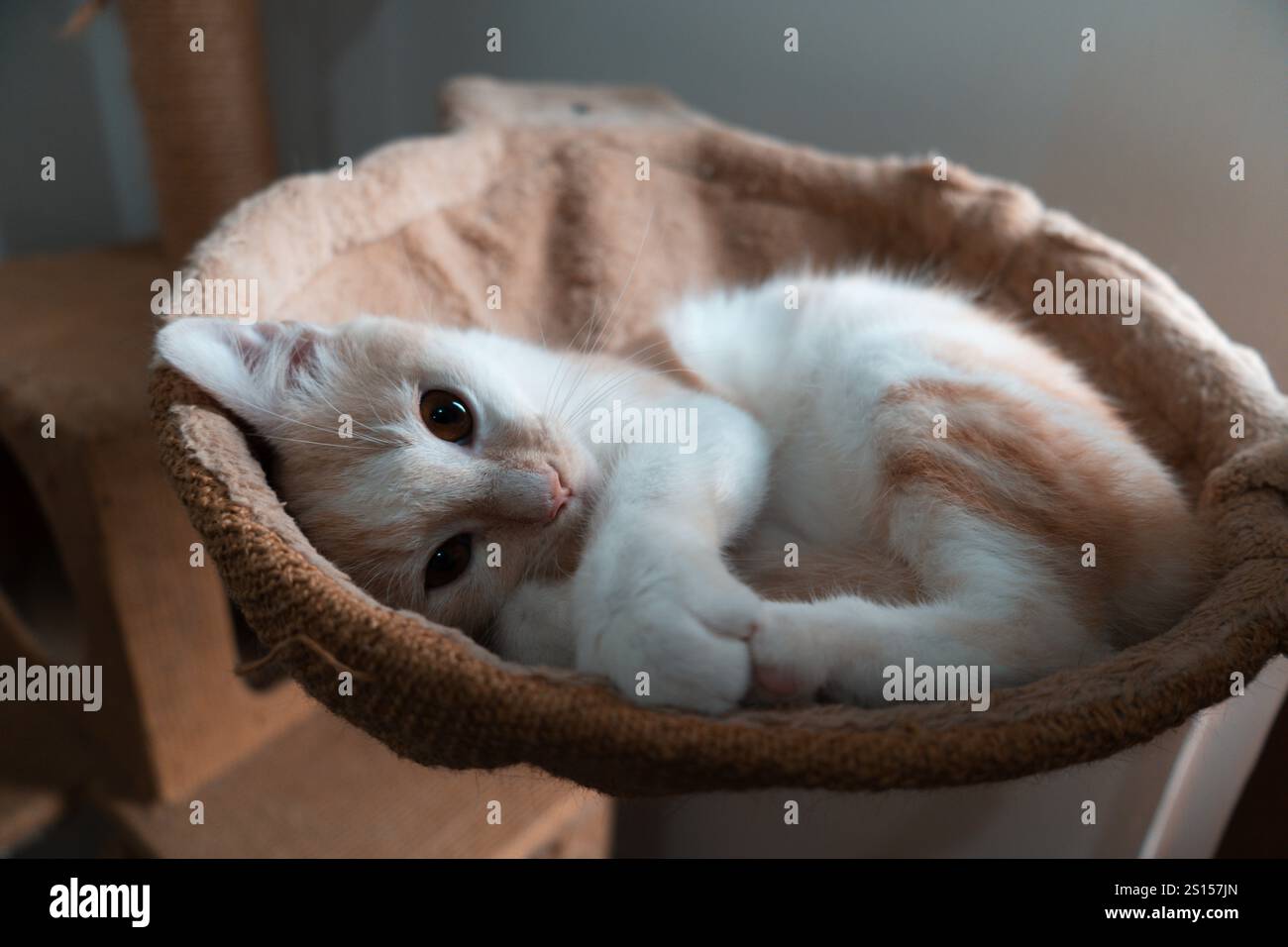 Chaton mignon endormi, se relaxant sur le lit d'hamac Banque D'Images