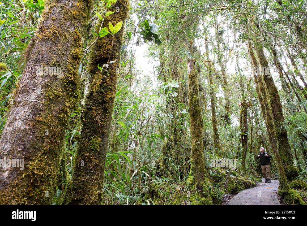 Randonnée touristique dans la forêt nuageuse, Parc National Los Quetzales, Cerro de la Muerte, Costa Rica. Banque D'Images