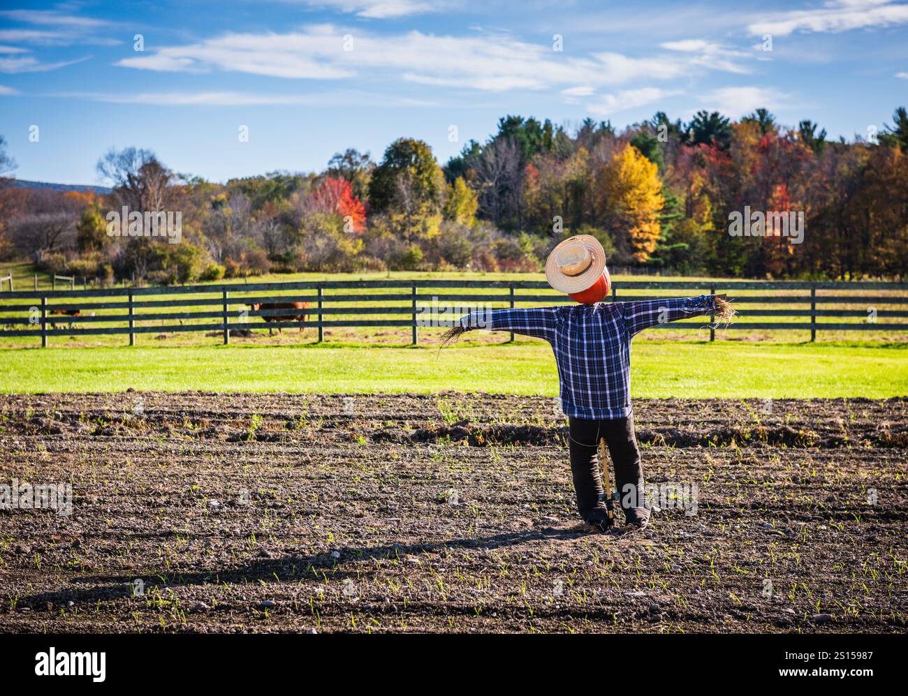 Pittsfield, ma États-Unis - 19 octobre 2017 : épouvantail dans un champ contre fond de feuillage d'automne dans l'ouest du Massachusetts. Banque D'Images