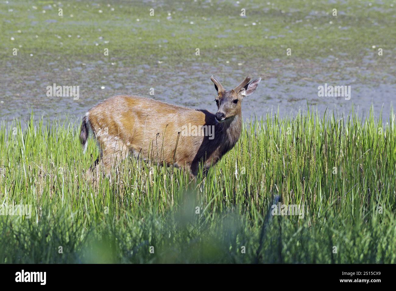 Un cerf solitaire regarde intensément hors de la haute herbe dans la nature, Ucluelet, île de Vancouver, Colombie-Britannique, Canada, Amérique du Nord Banque D'Images