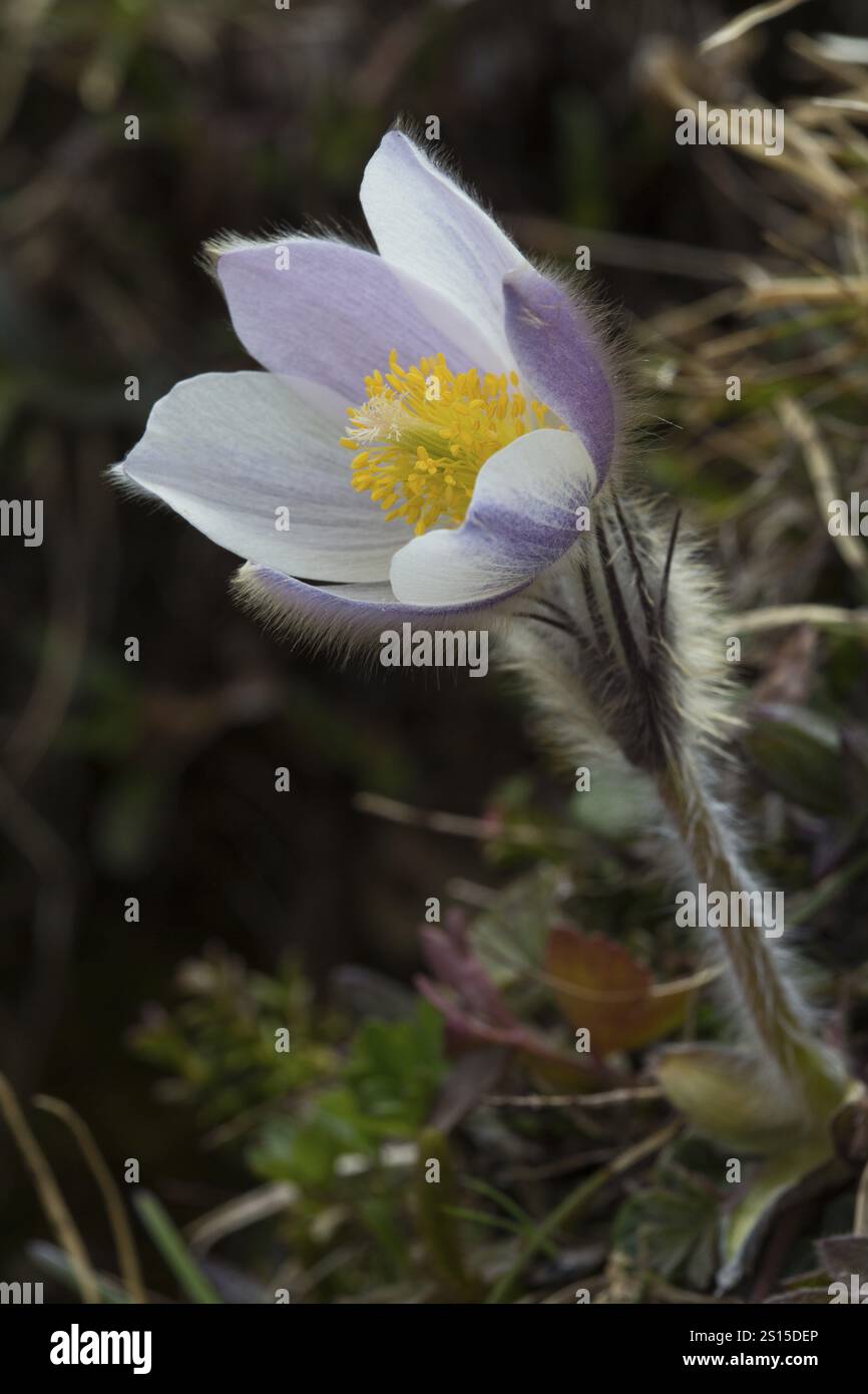 Fleur de pasque printanière, Pulsatilla vernalis Banque D'Images