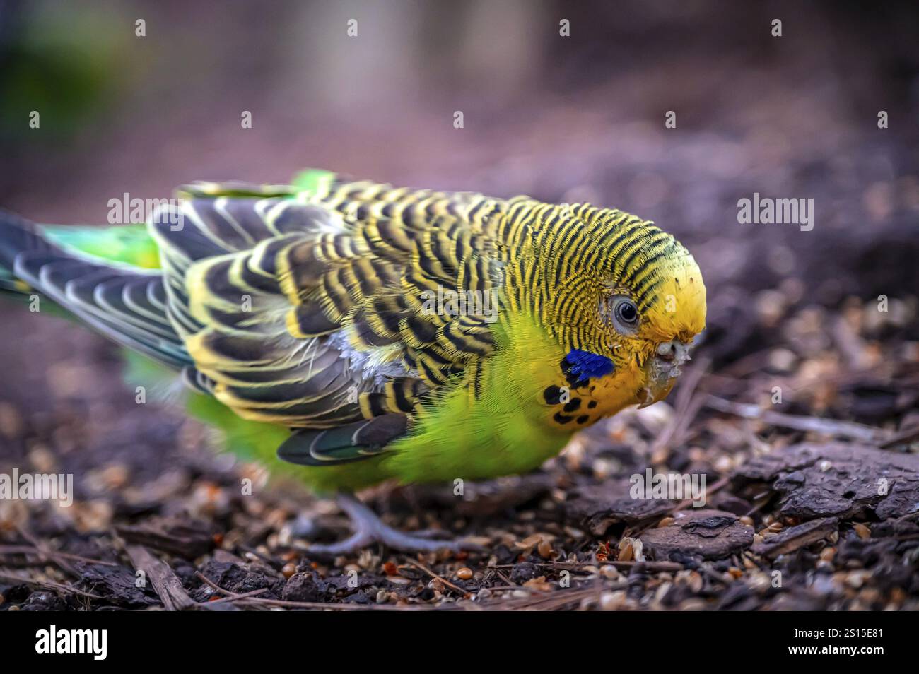 Un budgerigar vert (Melopsittacus undulatus) se nourrit sur le sol dans un environnement naturel, Eisenberg, Thuringe, Allemagne, Europe Banque D'Images