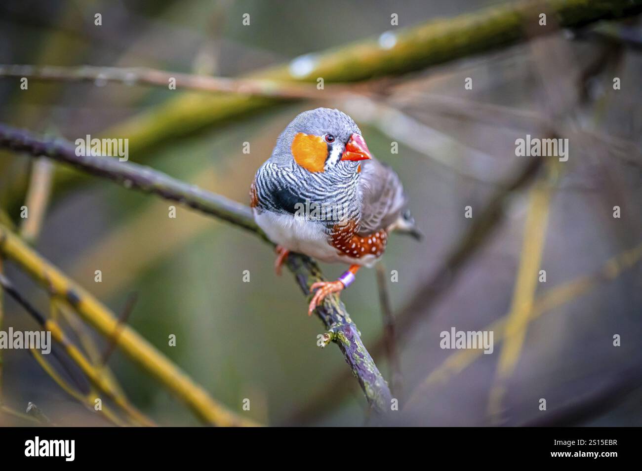 Un finch zèbre (Taeniopygia) est assis sur une branche et regarde dans la caméra au milieu de la nature, Eisenberg, Thuringe, Allemagne, Europe Banque D'Images