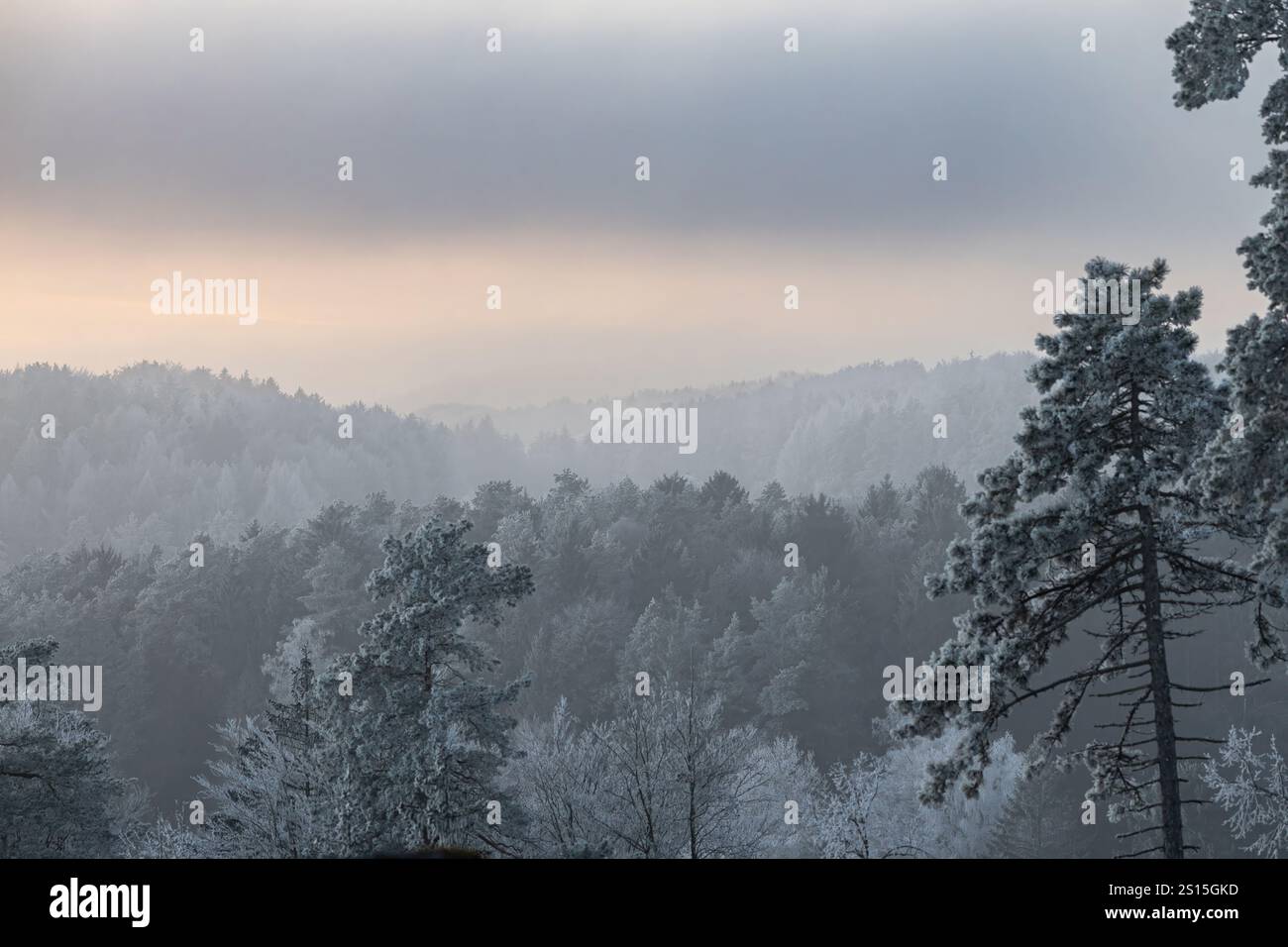 forêts hivernales en haute-franconie Banque D'Images